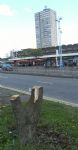 SALFORD PRECINCT TREE CULL